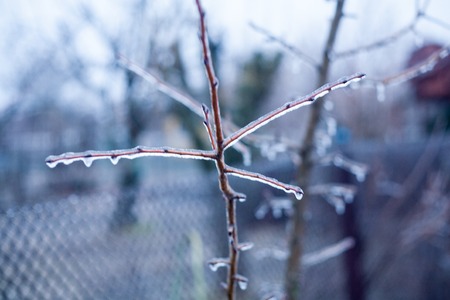 trees and branches covered with snow and hoarfrost on a white background beautiful and gloomy winter pictureの写真素材