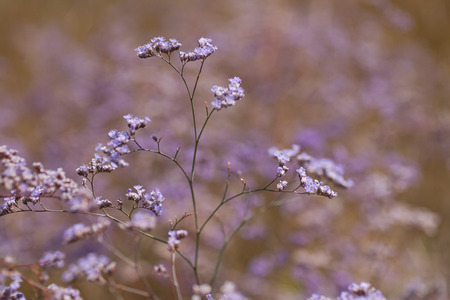 Bright fresh colored wildflowers of purple color against the background of green grass in early spring in a fieldの写真素材