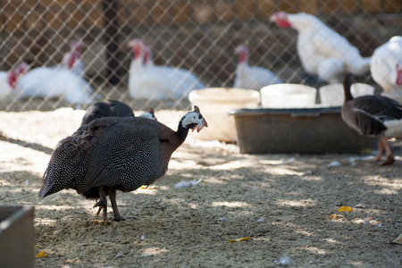guinea fowl in a farm for birds walks on the ground eats worms and beetles behind the netの写真素材