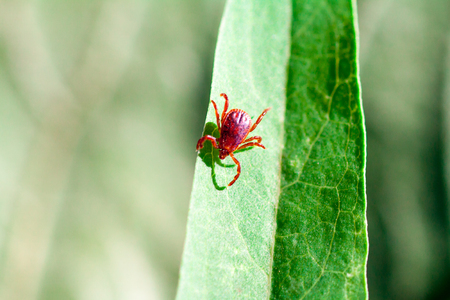 A true ixodid mite blood sucking parasite carrying the acarid disease sits on a On a green leaf of grass in the field on a hot summer day, hunting in anticipation of the victimの写真素材