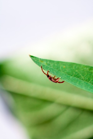 A true ixodid mite blood sucking parasite carrying the acarid disease sits on a On a green leaf of grass in the field on a hot summer day, hunting in anticipation of the victimの写真素材