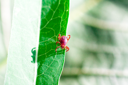 A true ixodid mite blood sucking parasite carrying the acarid disease sits on a On a green leaf of grass in the field on a hot summer day, hunting in anticipation of the victimの写真素材