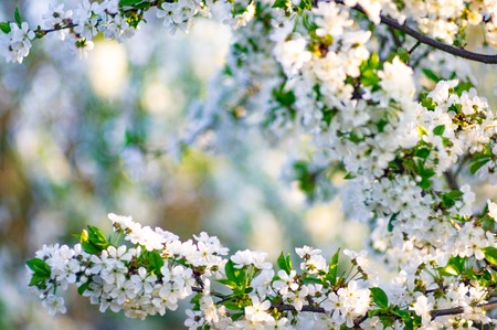 Branches of blossoming apricot macro with soft focus on gentle light blue sky background. For easter...