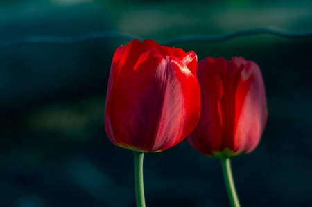 Beautiful bright red tulips in the photo with a blurred background and soft focus trick for greeting cards with flowers for the Easter holidayの写真素材
