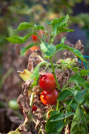 Sick or rotting tomatoes on the plant with apical rot disease. Damaged by disease and pests of tomato leaves yellowed by droughtの写真素材