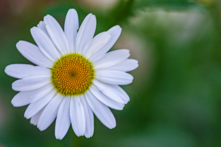 Medicinal Delicate daisy flower close up on a background of green grass with soft selective focusの写真素材