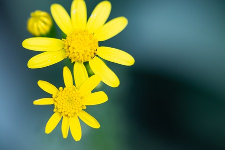 The first spring primroses small yellow daisies close-up macro with selective focus and blurred bokeh backgroundの写真素材