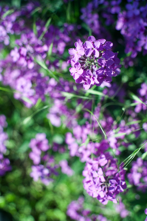Blooming in the spring pink lilac flowers background with free space for text. Pastel floral and soft Selective focus with narrow depth of field. Blurred bokeh background imageの写真素材