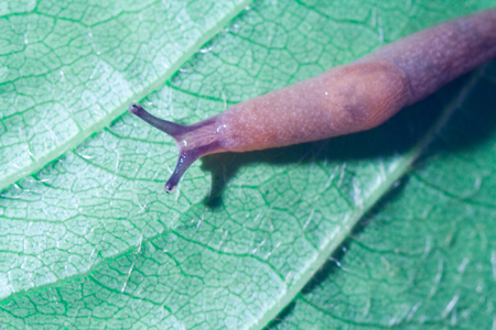 Cause of the most damage in garden Arion rufus Red Slug on a green leaf. Agricultural pest close upの写真素材