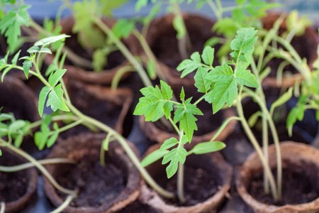 Growing Seedling tomato in tray for sprout in greenhouse in early spring. The first green sprouts with tomato leaves in peat pots.の写真素材
