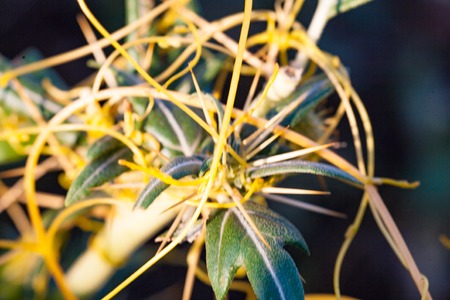 Dodder Genus Cuscuta is The parasite wraps the stems of plant cultures with yellow threads and sucks out the vital juice and nutrientsの写真素材