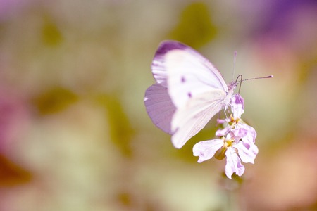 Beautiful pink Wild flower anemones fresh morning on nature clover and butterfly in a meadow the...