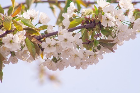 Branches of blossoming apricot macro with soft focus on gentle light blue sky background. For easter and spring greeting cards with beautiful floral spring abstract background of natureの写真素材