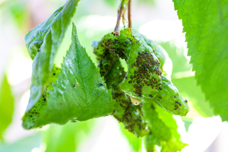 Aphids damage leaves parasite pest. Aphidoidea colony damages trees in the garden by eating leaves. Dangerous pest of cultivated plants eating vegetable juice.の写真素材