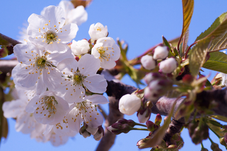 Branches of blossoming macro with soft focusの写真素材