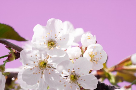 Branches of blossoming macro with soft focus
