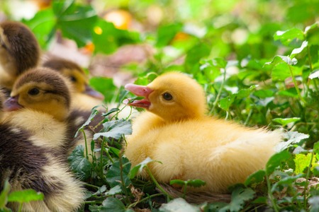 Muscovy duck with small ducklings with their children newborns. Maternal care duck for their...