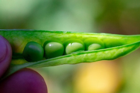 A man holds a fresh green pea in the stream in his hands on a garden bed.