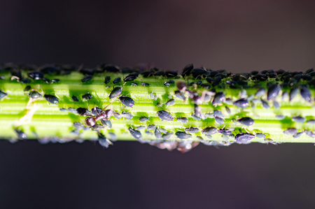 Aphids damage leaves parasite pest. Aphidoidea colony damages trees in the garden by eating leaves. Dangerous pest of cultivated plants eating vegetable juice.の写真素材