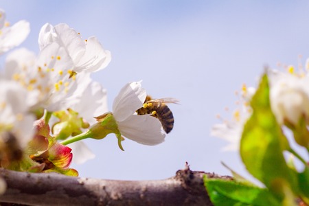 A bee flies to the flowers in flight to collect pollen and nectar. Flowering gardens pollinate the...