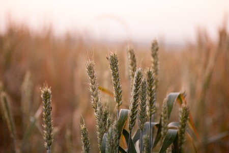 A field of ripened wheat with yellow spikes before harvesting. Wheat crop ripened on a farmer's...