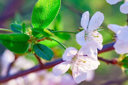 Branches of blossoming apricot macro with soft focus on gentle light blue sky background. For easter and spring greeting cards with beautiful floral spring abstract background of natureの写真素材