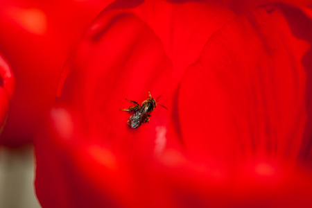 Beautiful red flower on spring green field and flying bee in nature macro on soft blurry light...