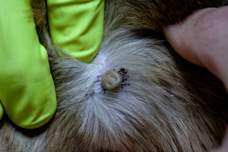The vet doctor removes the Ixodes tick from a dog that has been bitten into the neck. Tick sucked to...