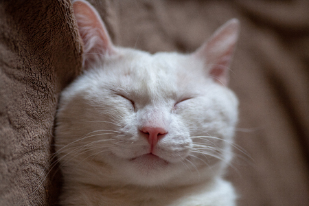 Nose and mouth of a cat close-up macro picture. Pink spout white cute kitten. cat muzzle close up.の写真素材
