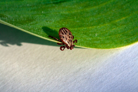 A true ixodid mite blood sucking parasite carrying the acarid disease sits on a On a green leaf of...