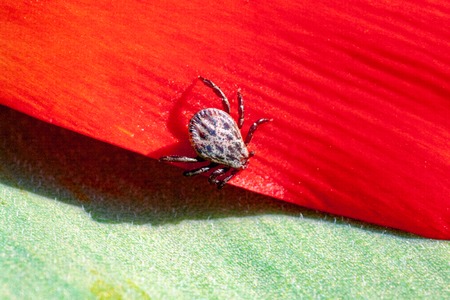 Deer tick on a detail of red flower. Ixodes ricinus. Close-up of the dangerous parasite on red...