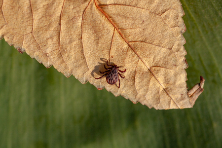 A true ixodid mite blood sucking parasite carrying the acarid disease sits on a On a green leaf of grass in the field on a hot summer day, hunting in anticipation of the victimの写真素材