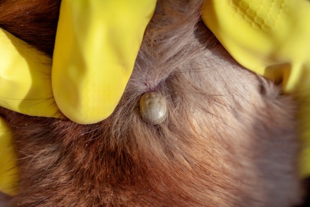The vet doctor removes the Ixodes tick from a dog that has been bitten into the neck. Tick sucked to the skin of the dog. Mite drinks blood dog.の写真素材