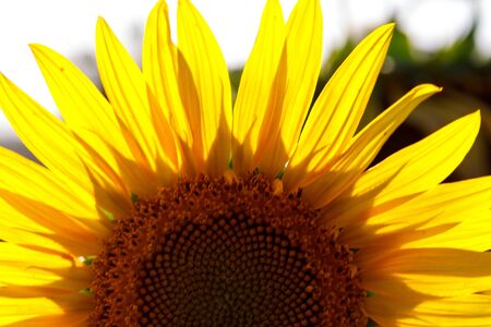 Blooming sunflower in a field with bright yellow petals against other sunflowers and a blue sky. In...
