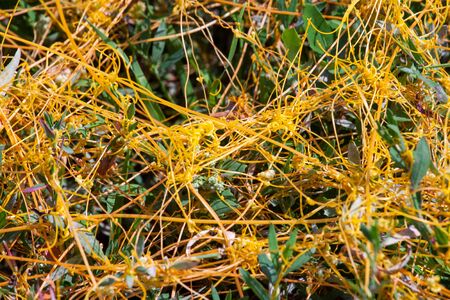 Dodder Genus Cuscuta is The parasite wraps the stems of plant cultures with yellow threads and sucks...