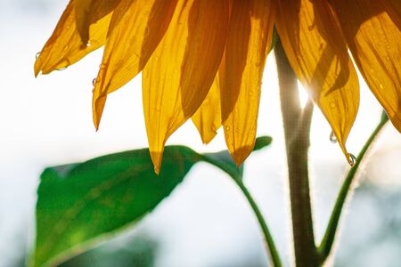 Blooming sunflower in a field with bright yellow petals against other sunflowers and a blue sky. In the field of sunflowers ripen the harvest of seeds.の写真素材
