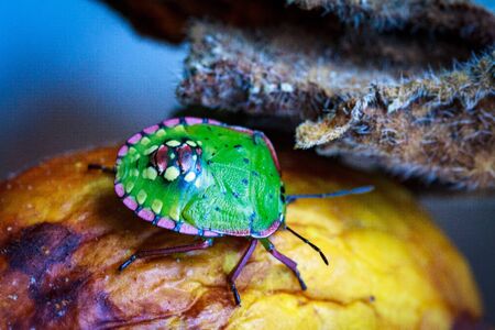 Nezara viridula Green beetle pest of gardens spoiling leaves and fruits of fruits vegetables tomato pepper. Polyphage. The bug reduces productivity, delays the development of plants.の写真素材