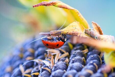 Bright red dotted ladybug on ripe black sunflower seeds in a farmer's field in summer. Ladybug - bug. Natural insecticide that destroys pests of crops. A closeup of a ladybug.の写真素材