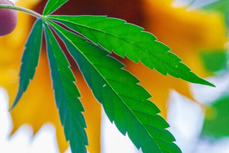 . Thematic photos of hemp and marijuana Green leaf of cannabis. background image. Bright green leaves of marijuana close-up with a distinct pattern and texture.の写真素材