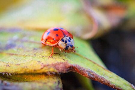 Macro of ladybug on a blade of grass in the morning sun Ladybug - bug. Natural insecticide that destroys pests of crops. A closeup of a ladybug.の写真素材