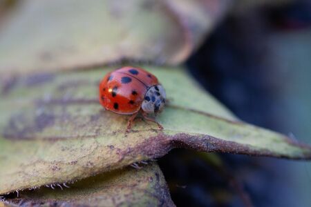 Bright red dotted ladybug on ripe black sunflower seeds in a farmer's field in summer. Ladybug - bug. Natural insecticide that destroys pests of crops. A closeup of a ladybug.の写真素材