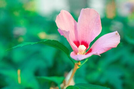 natural hibiscus and frangipani flowers and exotic tropical leaves on green bokeh backgroundの写真素材