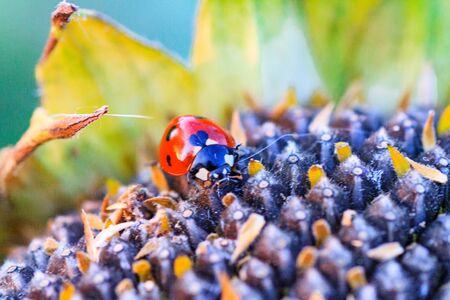 Bright red dotted ladybug on ripe black sunflower seeds in a farmer's field in summer. Ladybug - bug. Natural insecticide that destroys pests of crops. A closeup of a ladybug.の写真素材