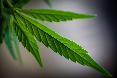 . Thematic photos of hemp and marijuana Green leaf of cannabis. background image. Bright green leaves of marijuana close-up with a distinct pattern and texture.の写真素材