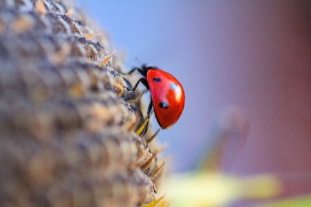 Macro of ladybug on a blade of grass in the morning sunの写真素材