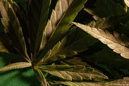 Textured marijuana leaf close-up on a dark background. Background from cannabis drug leaves.