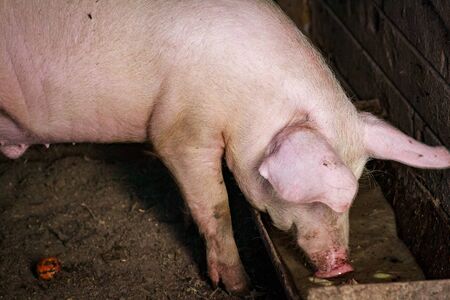 A piglet with a pink nose, a piglet peeps out of a house on a pig farm waiting for food for the holidayの写真素材