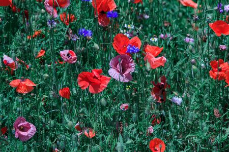 summer meadow with red poppies Field of wild of different colored species red purple yellow growing outdoors in a natural environment under the open skyの写真素材