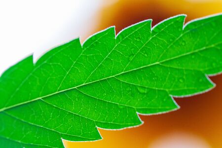 . Thematic photos of hemp and marijuana Green leaf of cannabis. background image. Bright green...