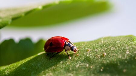 Macro of ladybug on a blade of grass in the morning sun Ladybug - bug. Natural insecticide that destroys pests of crops. A closeup of a ladybug.の写真素材